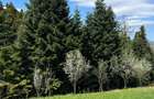 De vanzare teren in zona de munte 2100 mp