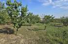 Teren in suprafata de 2400 mp cu cabanuta