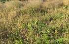 Teren intravilan, 420 mp zona Malu Mare - 1