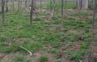 Casă cu Teren 120 Mp în Cenaloș - 4