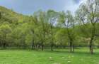 Teren de vanzare Zarnesti Brasov Piatra craiului