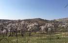 Teren intravilan in livada de migadali si alti pomi fructiferi - Tohani, Prahova - 3
