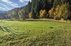 Teren Tarcau intravilan - 1
