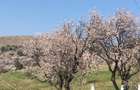 Teren intravilan in livada de migadali si alti pomi fructiferi - Tohani, Prahova - 1