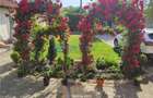 Royal Imobiliare - Vanzare Vila zona Dorobantul - 3