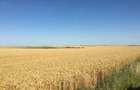 Vand 103 Ha Teren Agricol compact in Judetul Timis - 2