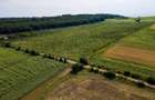 Plantatie Alun Frata Cluj 700.000 - 5