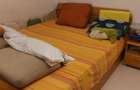 Apartament 2 camere confort 1 plus ( Parcul Alexandru Ioan Cuza) IOR - 8