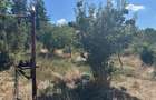Casă cu Teren 1700 Mp în Salcia - 3