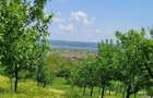 Livada de pruni, intravilan - 1