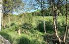 Livada + padure + teren extravilan, 14.400 mp, zona Gemenea-Bratulesti - 3
