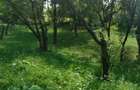 Cernesti, Izvoarele,teren - 2