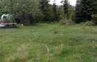 Teren de 17000 mp, în Muntele Băișorii - 6