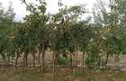 Vand casa caramida an 2000 - 9