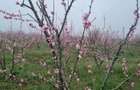 Teren de vanzare 6 hectare - 5