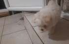 inchiriez apartament trei camere - 2