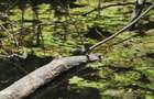 Domeniu cu Lac,Izvoare naturale si Insula,Giurgiu,Vanatorii Mici,6,3HA - 9