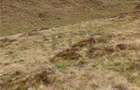 RECO Teren extravilan la Cresuia, Stana de Vale - 12