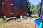 Oferta de vanzare teren si casa in judetul Cluj, comuna Belis, sat Belis - 4