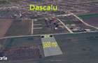 Teren Intravilan 3.600 mp | Dascalu, Ilfov - 1