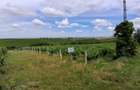 Vand teren vie in Maderat, jud Arad - 2