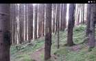 De vanzare 1 ha padure - 1