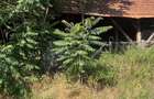 CASA IN RECAS, CENTRAL, CU TEREN MARE , DIVERSE OPORTUNITĂȚI - 7