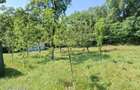 Vand casa cu livada in Campulung Muscel 3 camere si teren 1320 mp - 6
