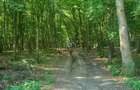 Teren Extravilan/Padure 90 000 Mp de Vanzare Zona Corunca/Acatari - 7