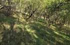 Teren de 1888 mp, în Cozia - 8