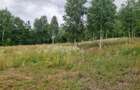 Casa si teren potential turistic Slatioara-Suceava