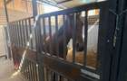 AFACERE LA CHEIE - Equitopia Ranch Bragadiru!
