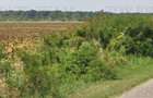 Teren cu pozitionare excelenta la A1, sensul Pitesti Bucure - 7