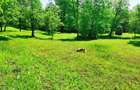 Teren intravilan Talea situat in mijlocul naturii !