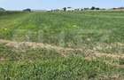 Oportunitate de investitie!!! Teren intravilan, 9782 mp, zona Corocaie - 1
