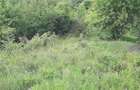 Vanzare teren Bascov Arges - 5