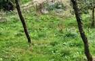 Casă cu 2 camere în Pietrari - 9