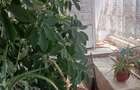 Apartament cu 2 camere decomandat în Colentina - 4