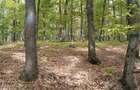 Padure 5000 m patrati stejar com Banesti Ph - 6