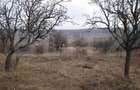 Teren intravilan 3712 mp + 2600 mp extravilan in Dobrovat - 4