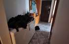 Apartament 3 camere decomandat - Militari – Gorjului | Etaj 2/4-Bloc reabilitat - 5