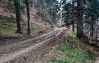 Teren forestier 2.500 mp, Vadurele comuna Alexandru cel Bun, jud. Neamț - 5