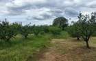 Casa P+M construita intr-o oaza de verdeata , departe de zgomotul orasului - 6