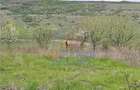 Loturi de teren Aroneanu sat Dorobant - 2