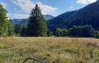 Teren Intravilan | Schitu Tarcau | 2089MP | Izvor | Platou - 1