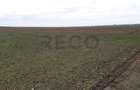 RECO Teren in Santandrei 29 100mp - 4