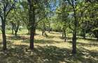 Vand teren intravilan, 2295 MP in comuna Bogati judetul Arges - 4