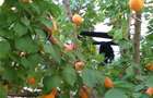 Vila de vanzare in Tractoru - 5