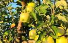 Vand ferma pomicola 12 hectare