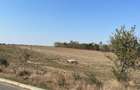 Teren Construcții intravilan de 5000 mp, în Tuzla - 6